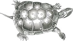 Turtle logo